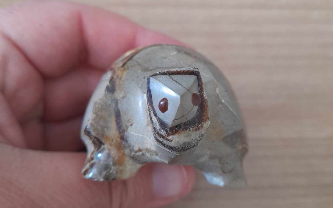 La Tortue Septaria